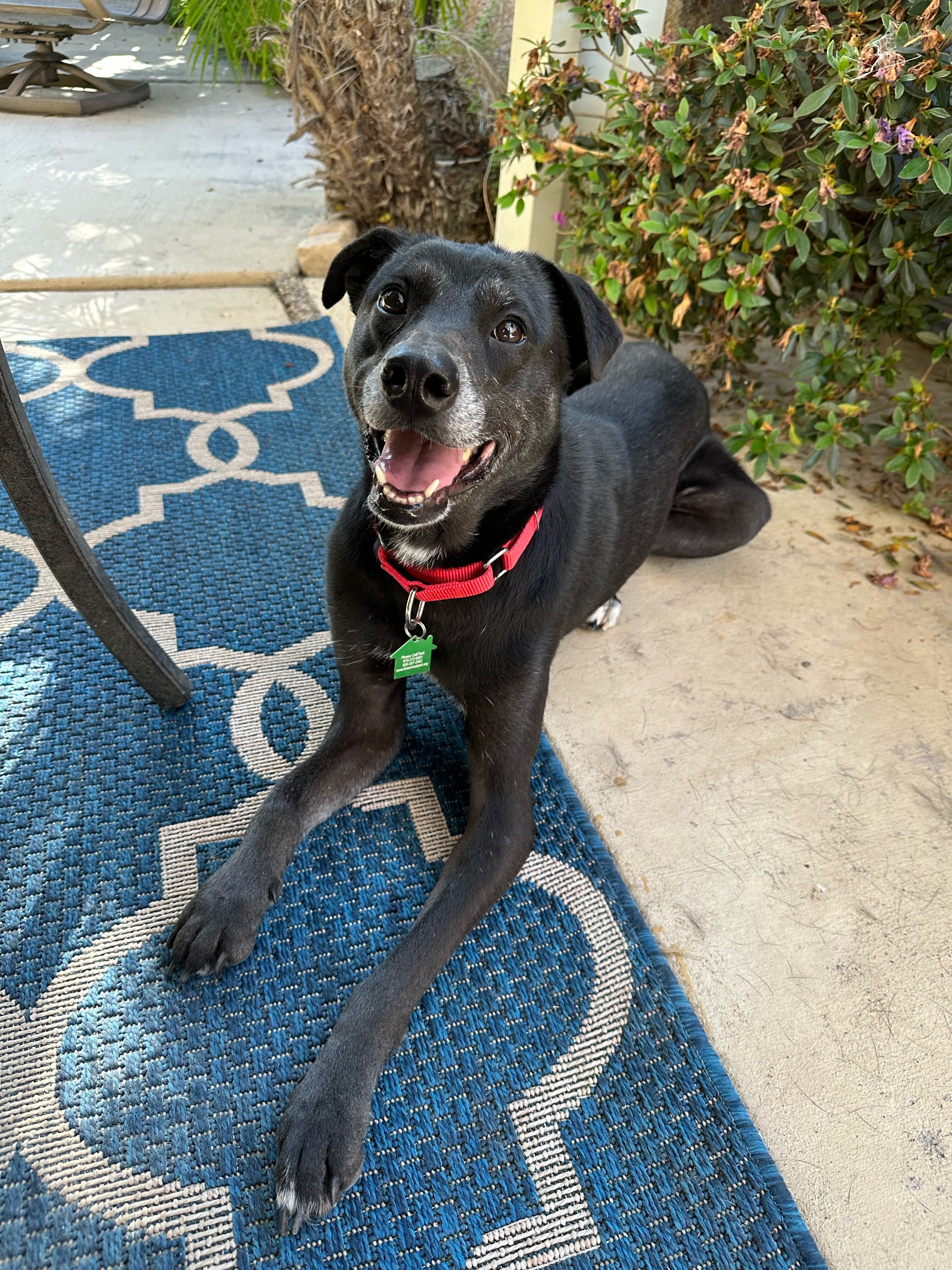 greyhound shepherd lab mix