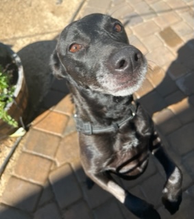 greyhound black lab mix