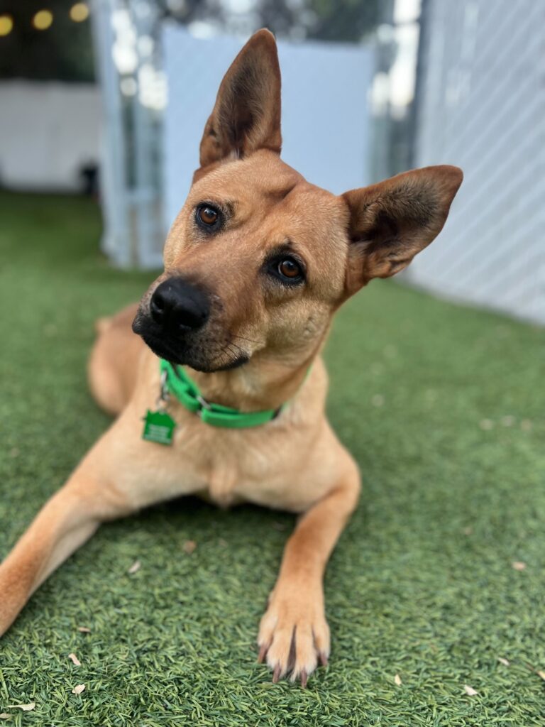 can a basenji and a german shepherd dog be friends