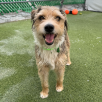 Boots (Foster Needed)