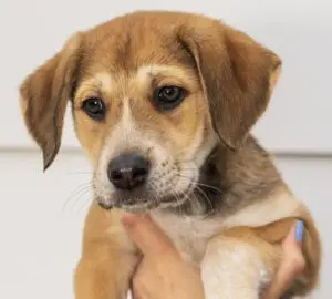 Verona – female (Italian Cities Litter)1 puppy available