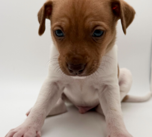 Mama Molly’s Puppies6 puppies available