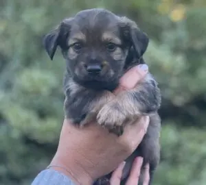 Mama Clarion’s Puppies5 puppies available