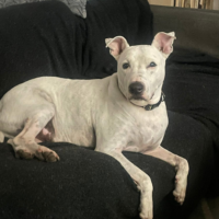 Duke: Courtesy Post