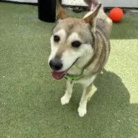 Mishka