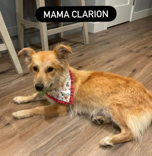 Mama Clarion
