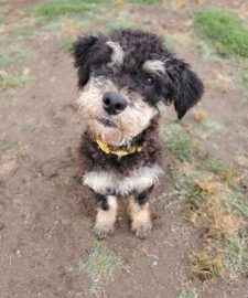 Tappy Tail: Berry, now FICUS!