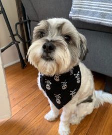 Tappy Tail: Charlie, now CHUCK!