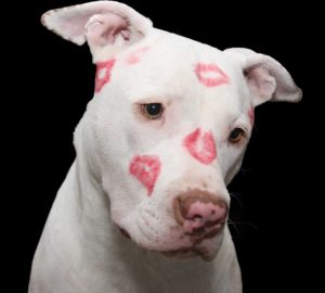 Don’t shop, ADOPT!