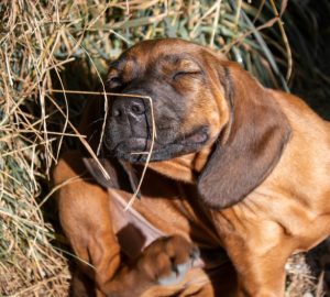 Fleas be tickin’ us off!