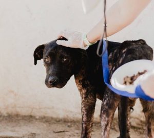 Mange in Dogs: Diagnosis and Treatment