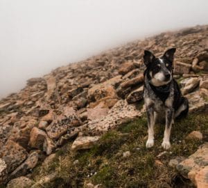 A message from Smokey the bear!