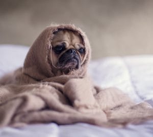 Dog Urinary Incontinence: What You Need to Know