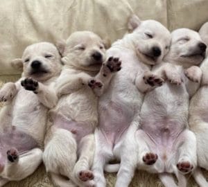 10 Reasons Quarantine is the Perfect Time to Foster or Adopt a Dog