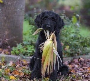 Fresh and Affordable Superfoods to Enhance Your Dog’s Commercial Diet