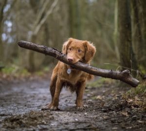 20 cities for pooch-friendly dates!