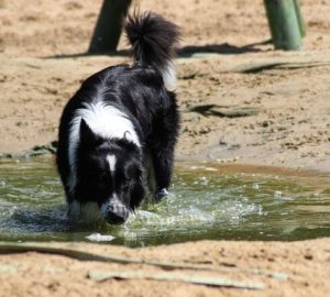 Canine Leptospirosis-What You Need to Know