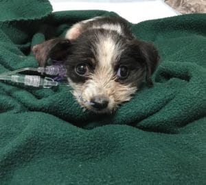 Puppy illnesses to watch out for!