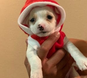 Tiki’s tail: The reason we TAPACT