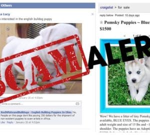 Purchasing a Pup? Here’s How to Spot a Scam