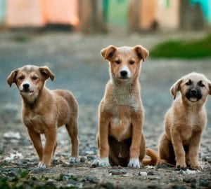 TAPACT Answers: What Happens to Border Pups If We Don’t Buy Them?