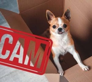 Help TAPACT Bust Illegal Internet Puppy Sellers