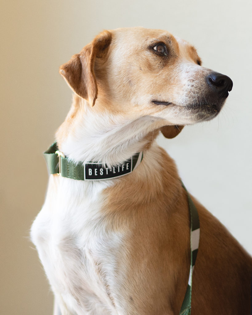 Shop for a Cause: Help Support Our Rescue | The Animal Pad