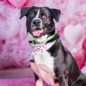 Macadamia (Urgently Needs A Foster)