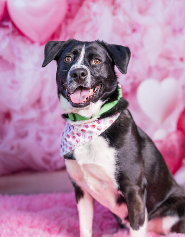 Macadamia (Urgently Needs A Foster)