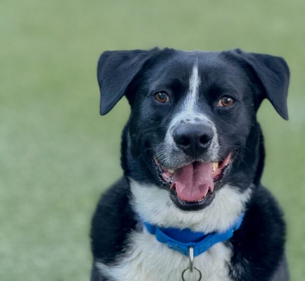 Macadamia aka Mac (Urgently Needs A Foster)