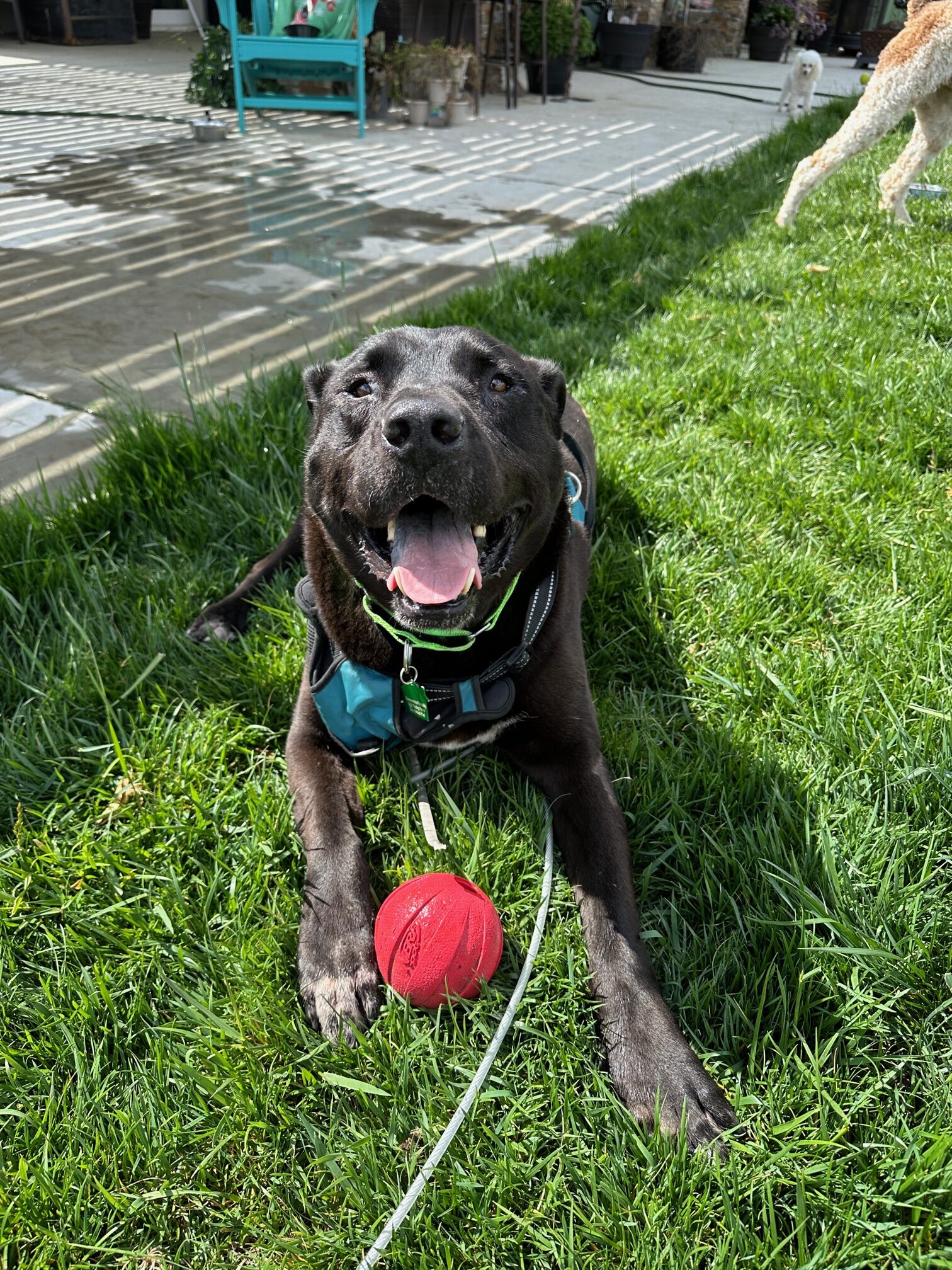 Bear