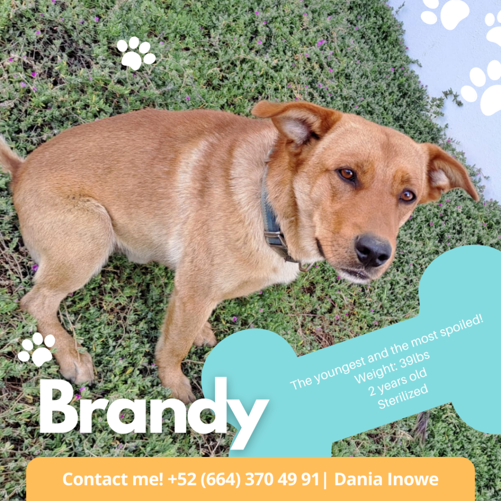 brandy-courtesy-post-the-animal-pad-dog-rescue