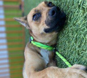 Debunking Dog Ownership Myths: Dogs Are Expensive! How to Keep Canine Costs in Check