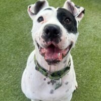 Felix (Urgently Needs A New Foster)