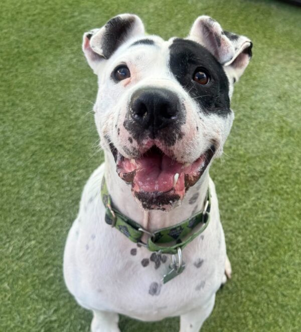 Felix (Urgently Needs A New Foster)