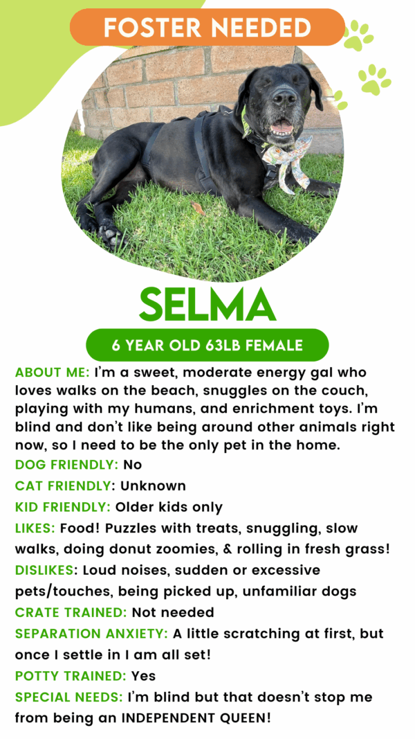 Selma (Urgent Foster Needed)