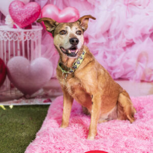 Clavamox (Urgently Needs A Foster)