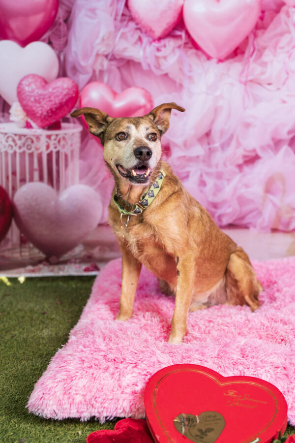 Clavamox (Urgently Needs A Foster)