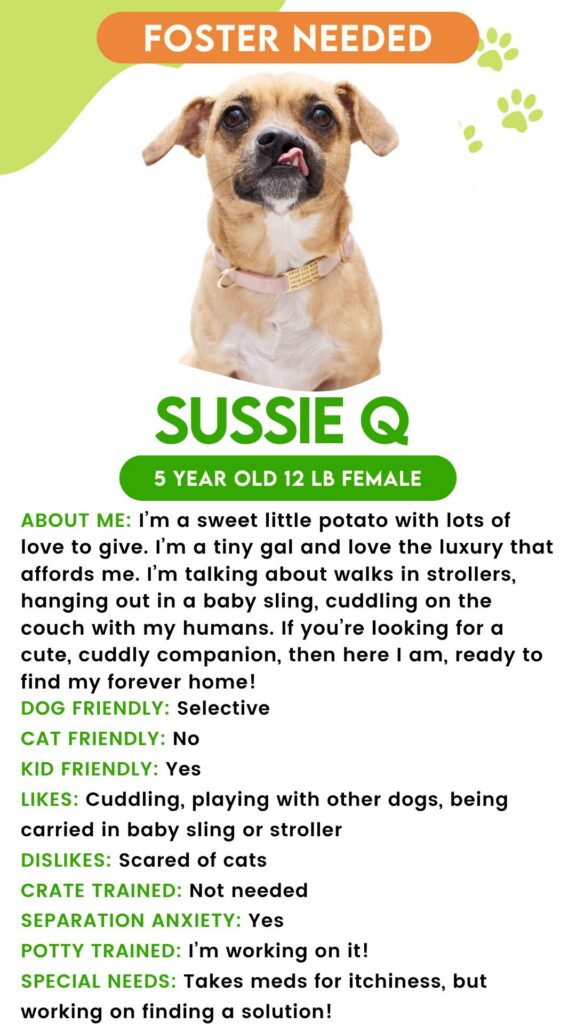 Sussie Q: Urgent foster needed