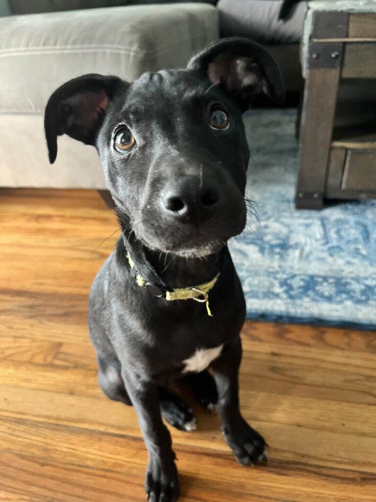 Gusher The Animal Pad Dog Rescue