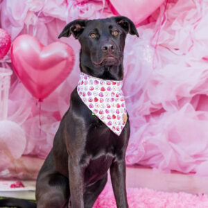 Benny (Urgently Needs A Foster)