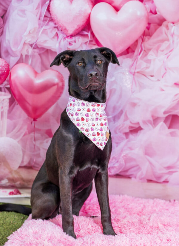 Benny (Urgently Needs A Foster)