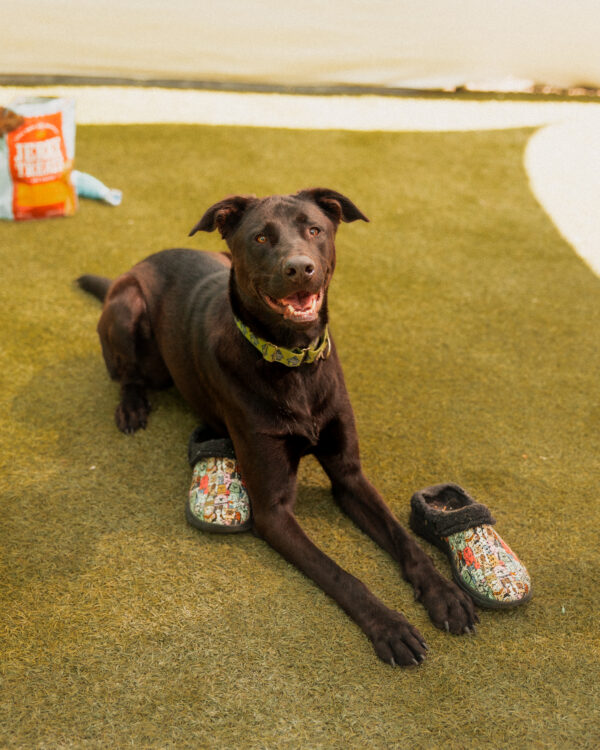 Benny (Urgently Needs A Foster)