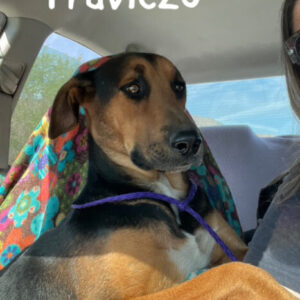Traviezo: Courtesy Post