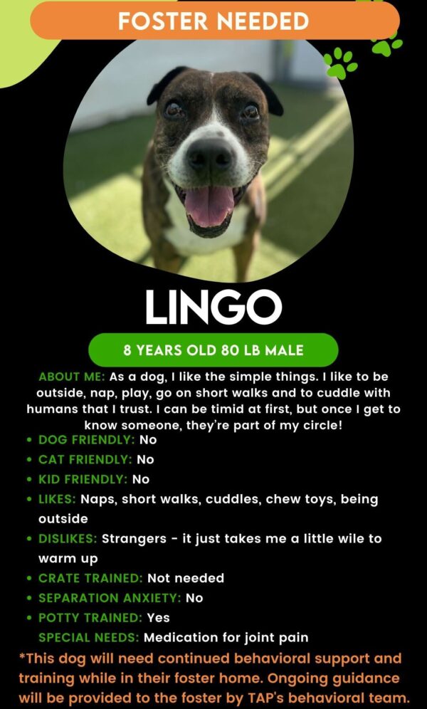 Lingo (Urgently Needs A Foster)