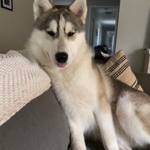 Hunter: Courtesy Post