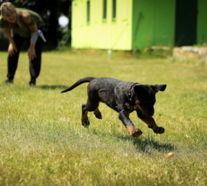 The Benefits of Compassionate Training for Pets and Owners