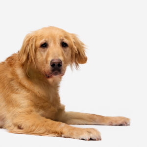 Polly (Urgently Needs A Foster)