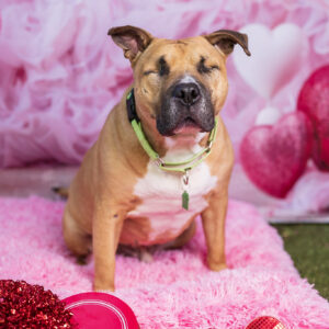 Ramon (Urgently Needs A Foster)