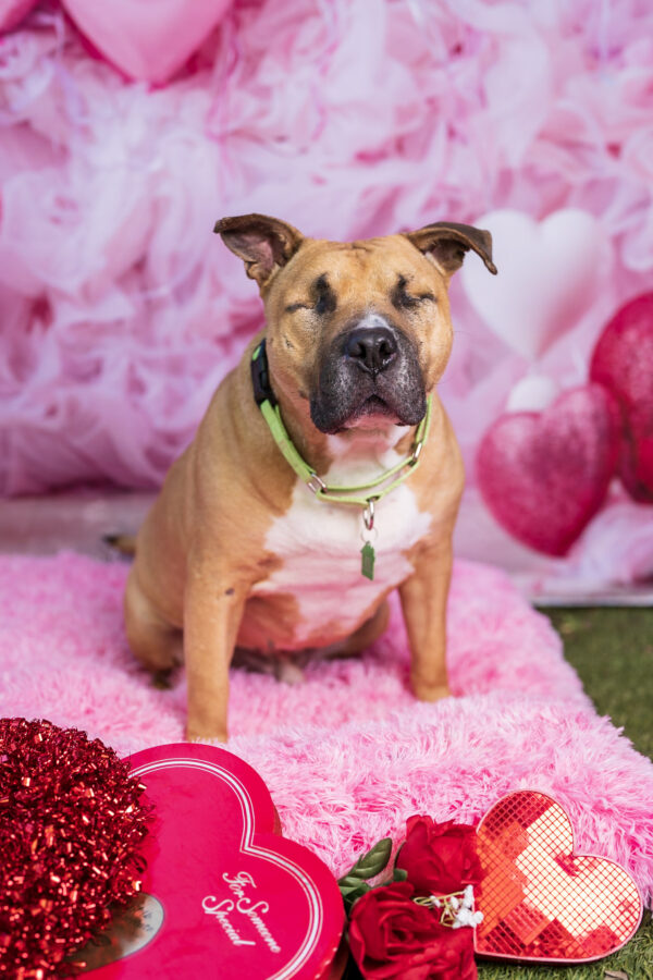 Ramon (Urgently Needs A Foster)